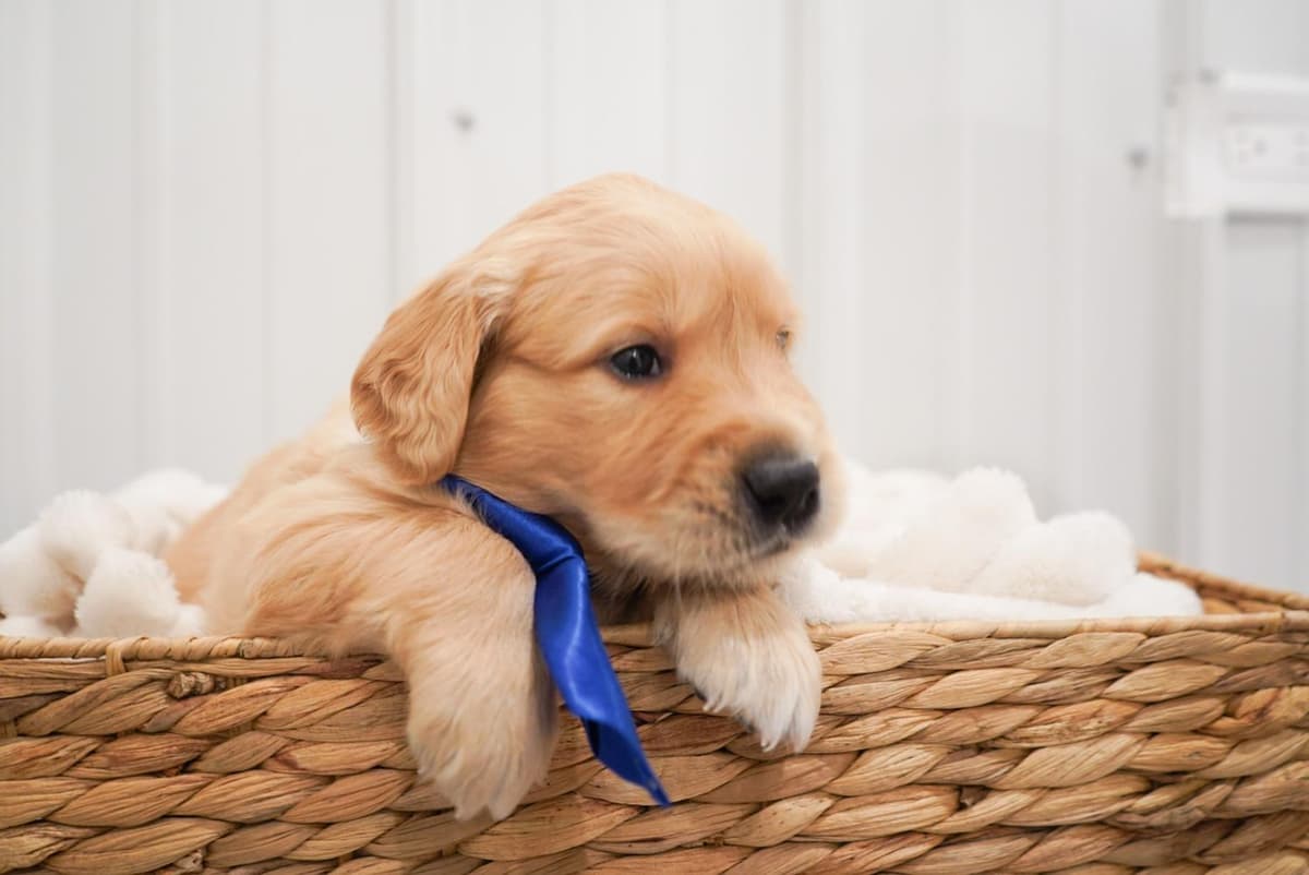 Sunny breeder image 36