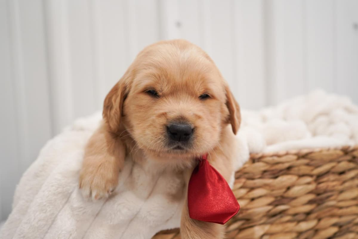 Sunny breeder image 37