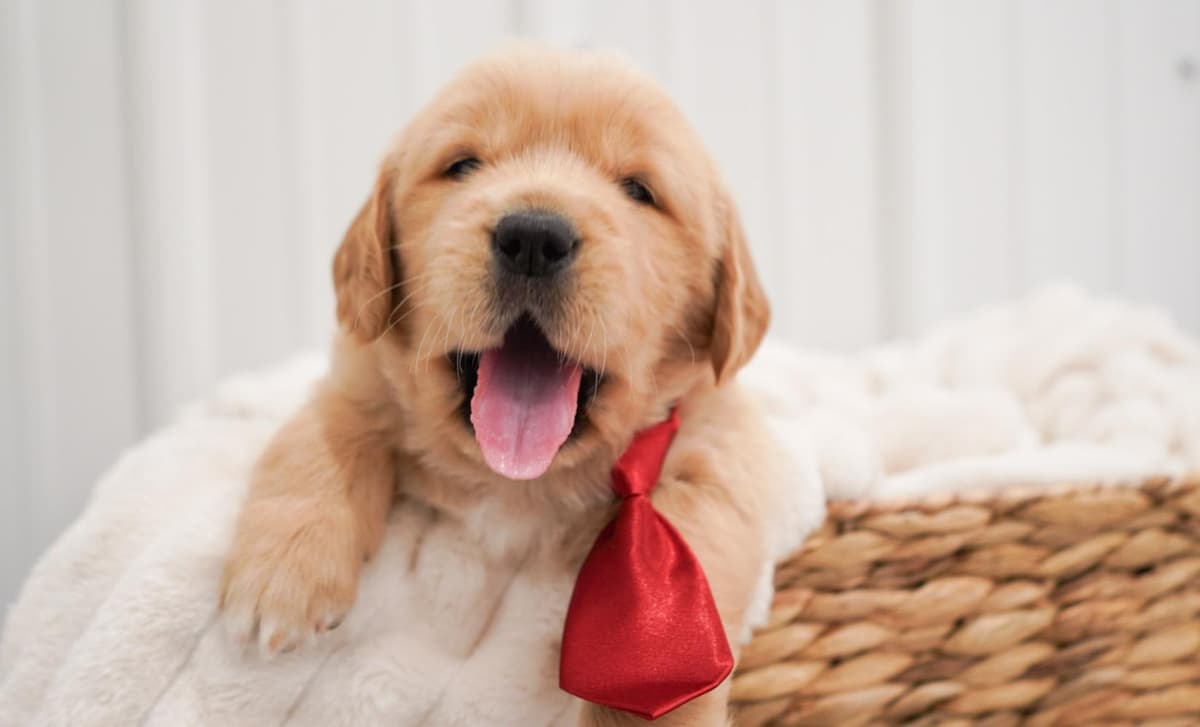 Sunny breeder image 4
