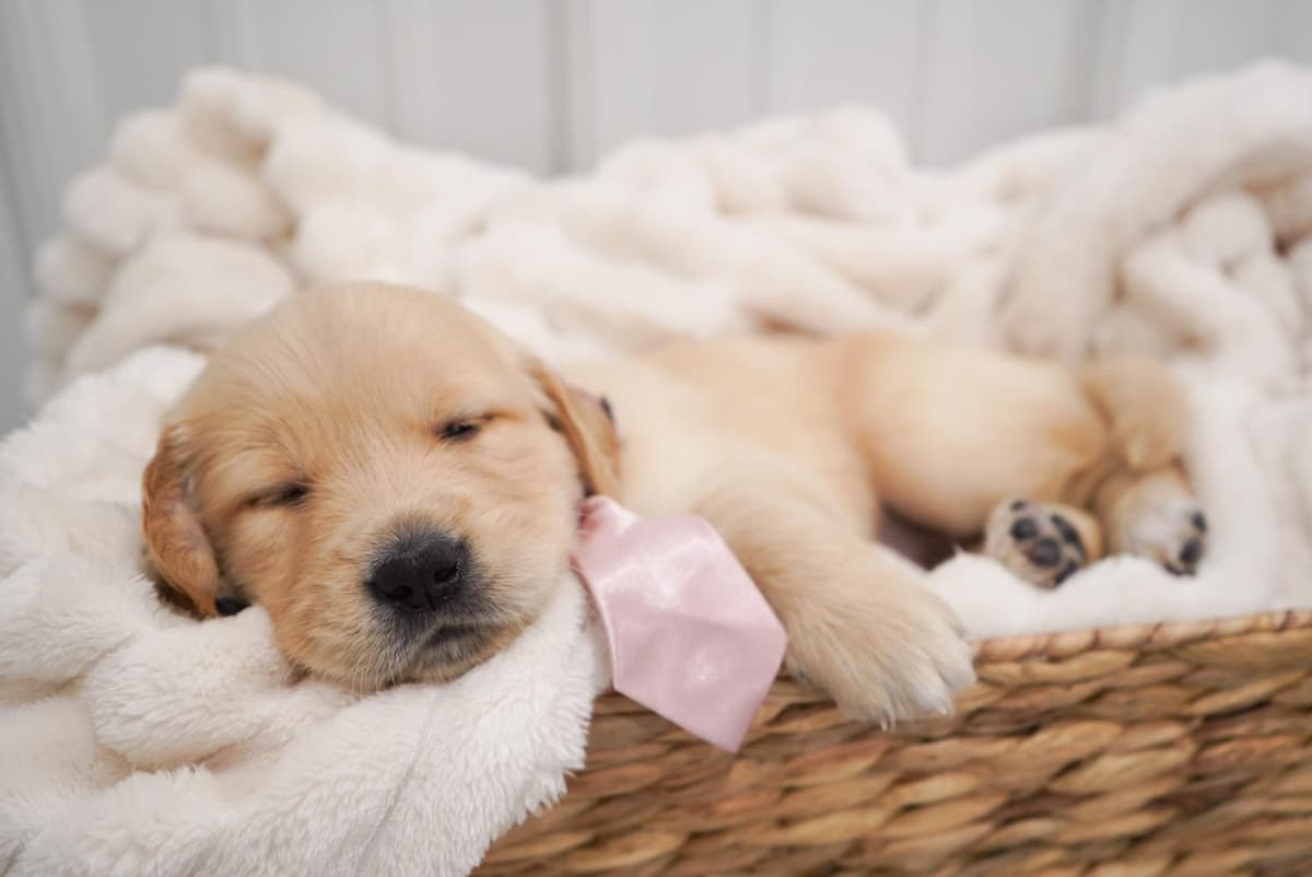 Sunny breeder image 40