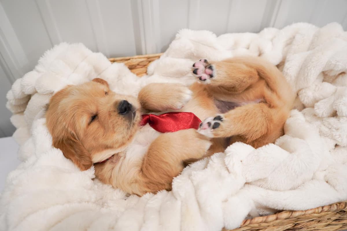 Sunny breeder image 45
