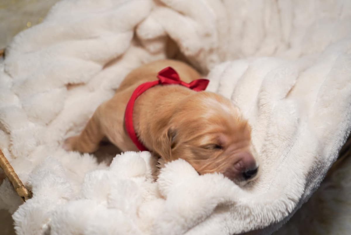 Sunny breeder image 48