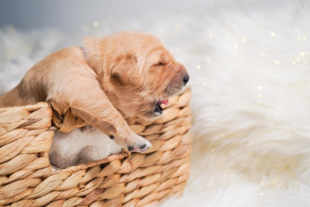Sunny breeder image 49