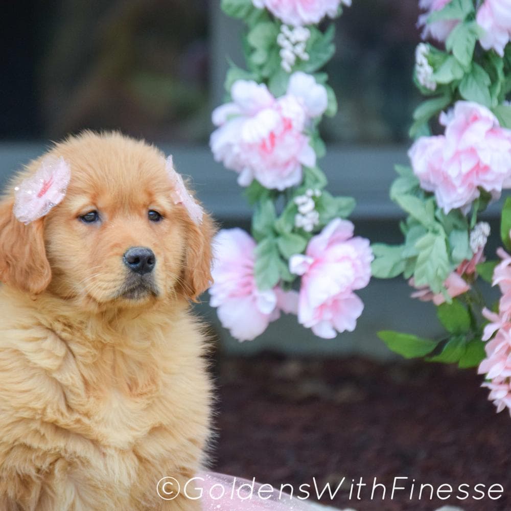 Sunny breeder image 6