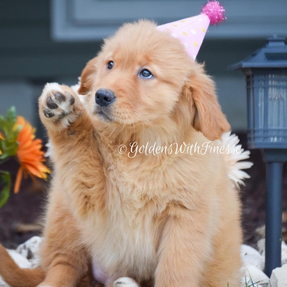 Sunny breeder image 7
