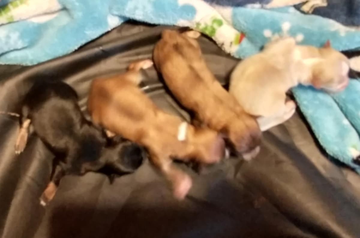 Boy 1 breeder image 10