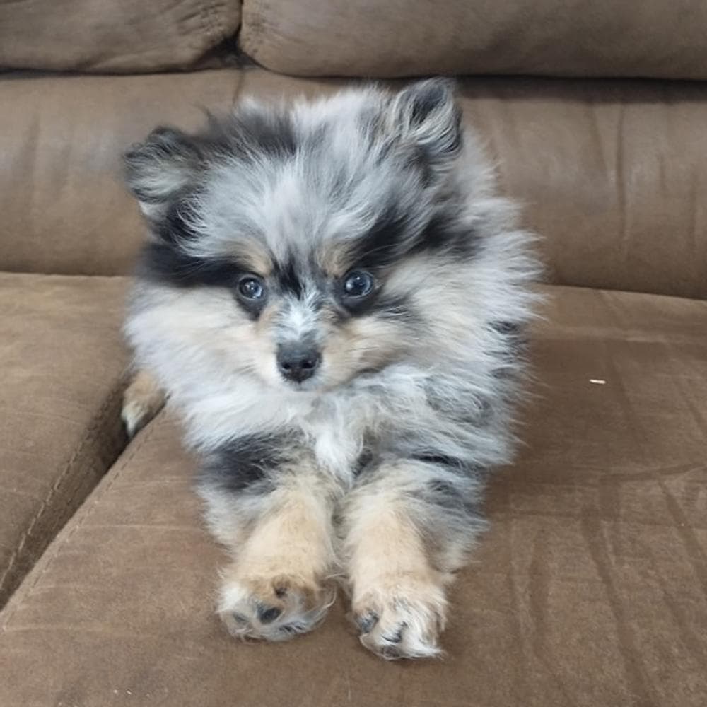 Boy 1 breeder image 2