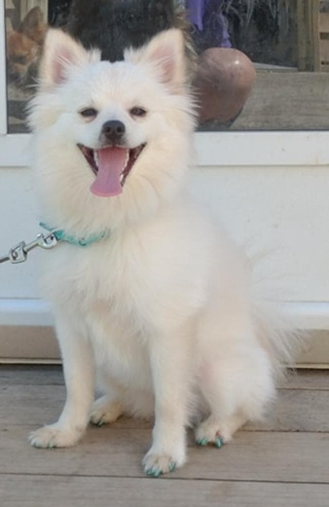 Boy 1 breeder image 3