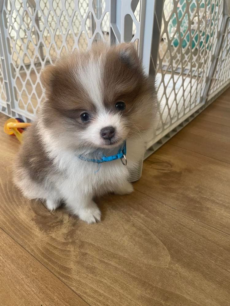 Boy 1 breeder image 32