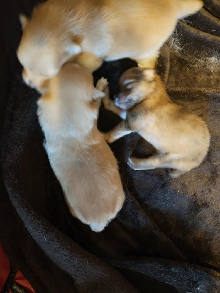 Boy 1 breeder image 4
