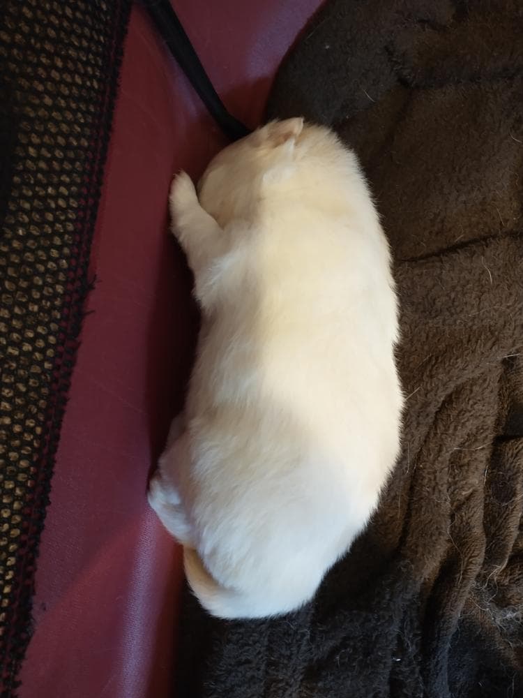 Boy 1 breeder image 9
