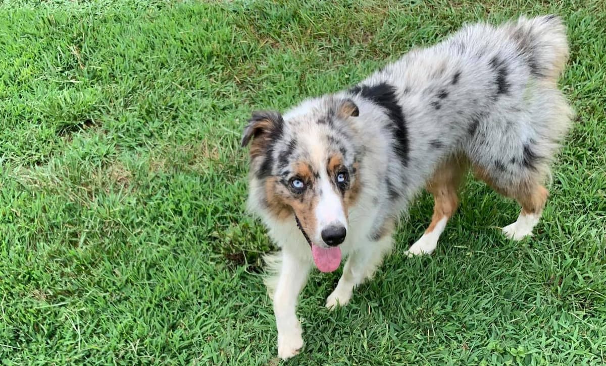Tybee breeder image 1