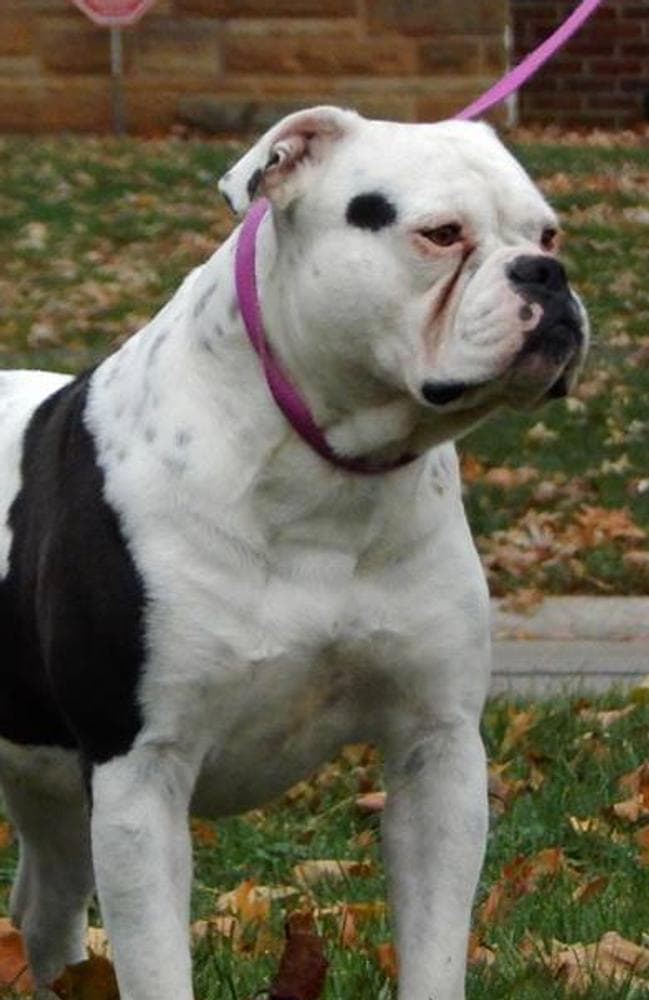 Girl 6 breeder image 3