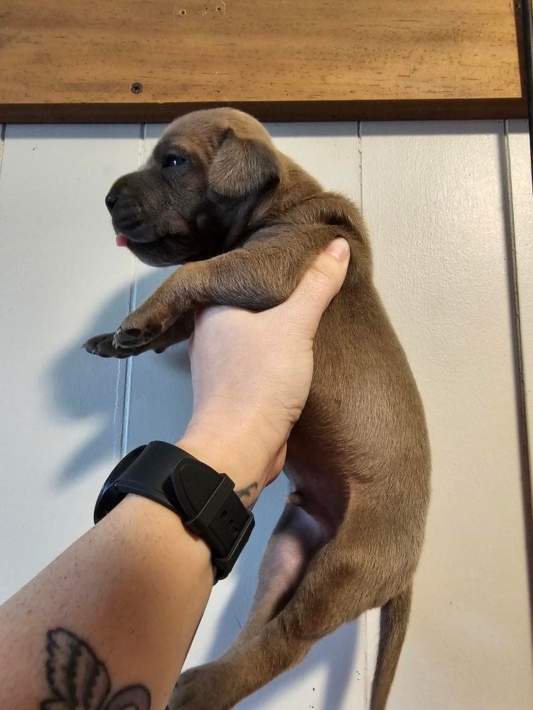 Classy breeder image 18