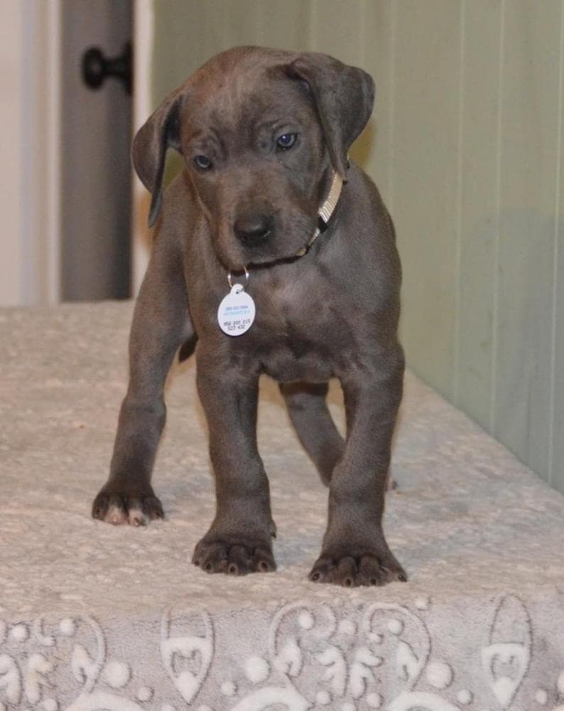 Classy breeder image 28