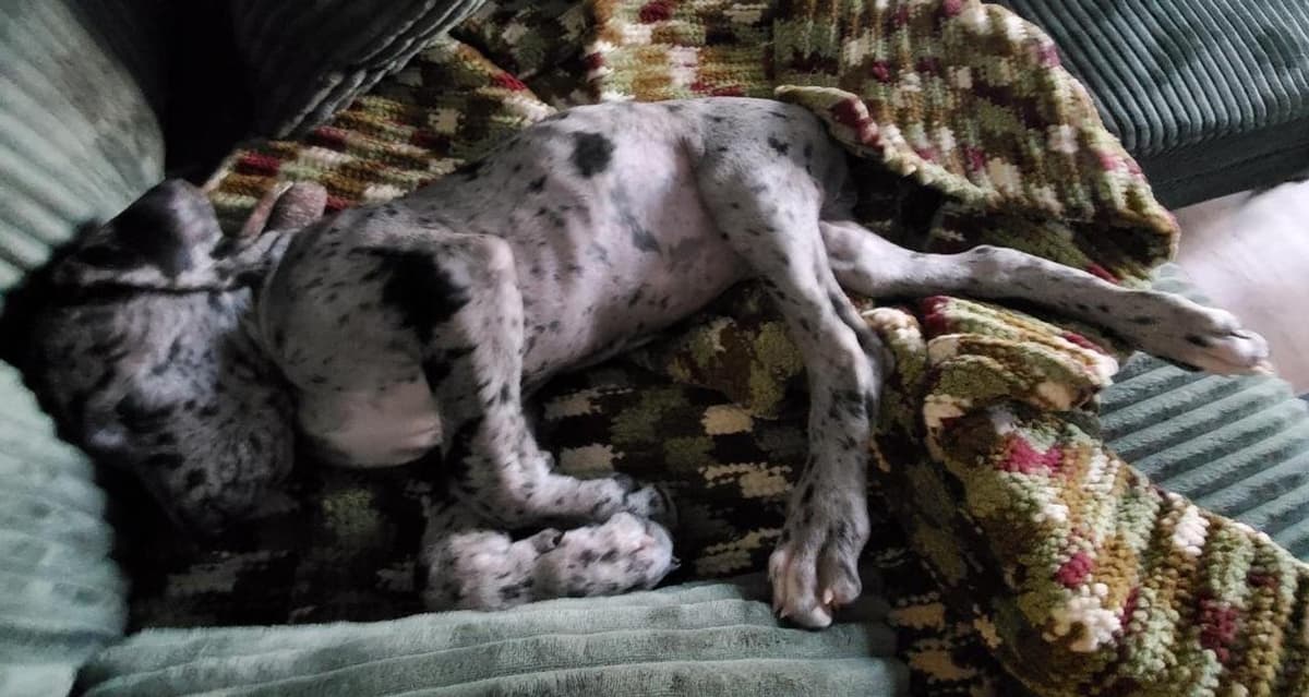 Classy breeder image 46