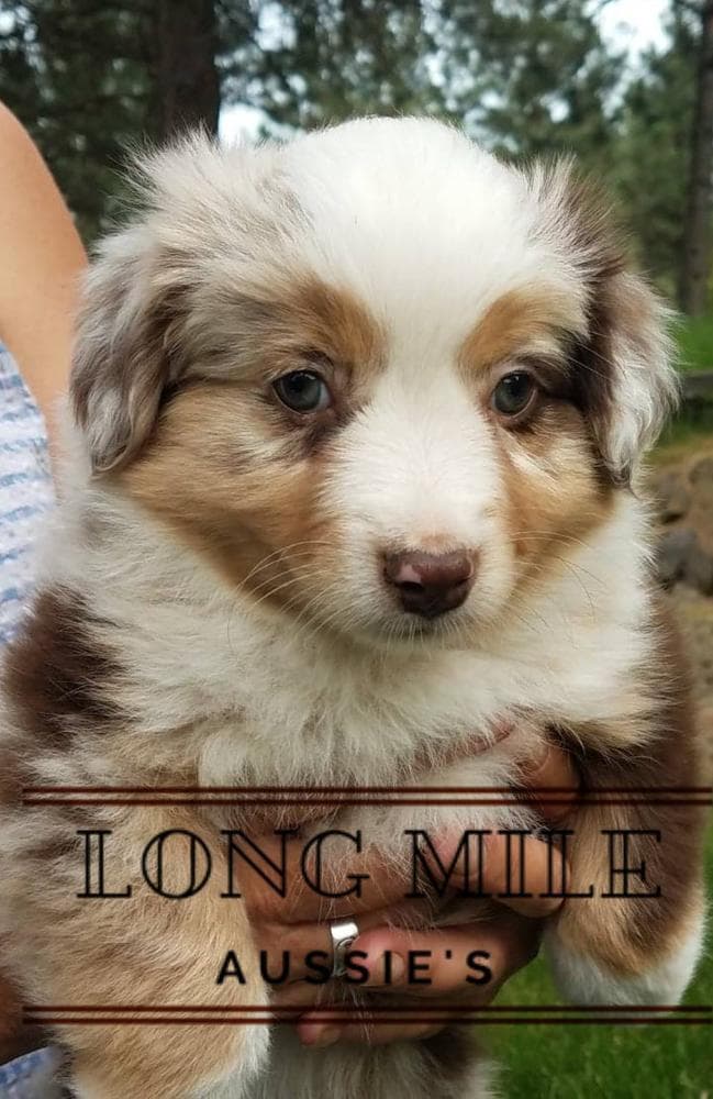 RMF6 breeder image 18