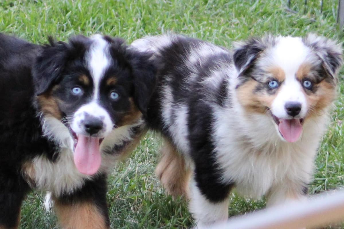 RMF6 breeder image 19