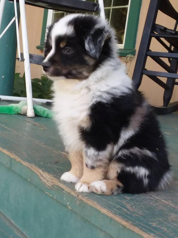 RMF6 breeder image 21