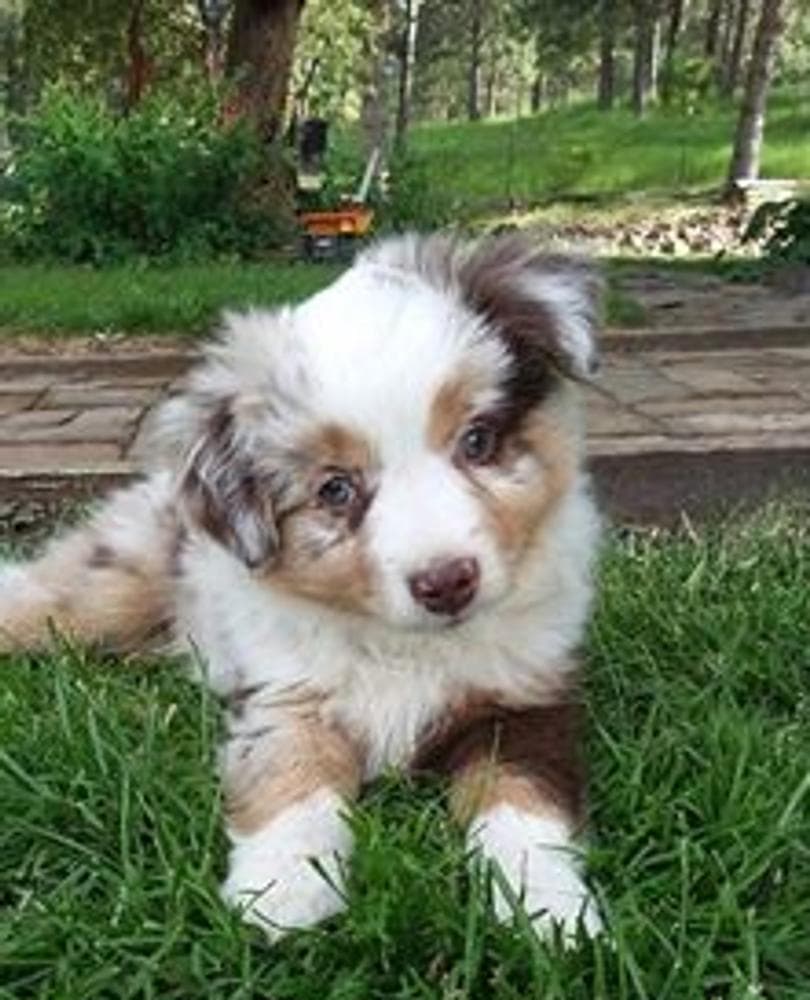 RMF6 breeder image 23