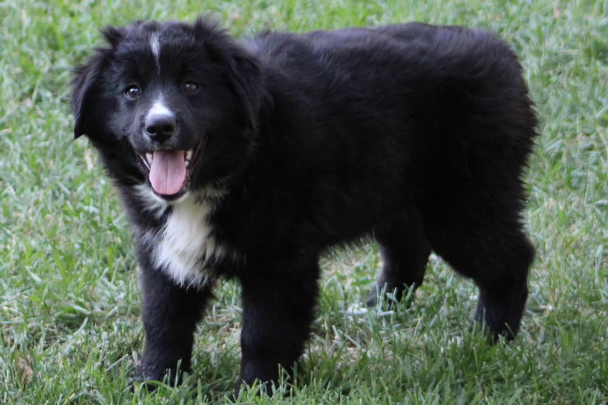 RMF6 breeder image 29