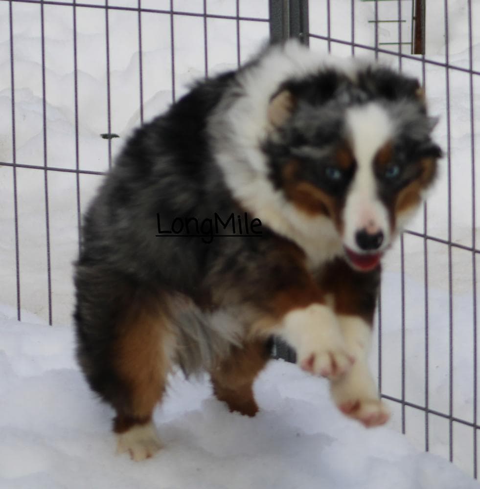 RMF6 breeder image 33