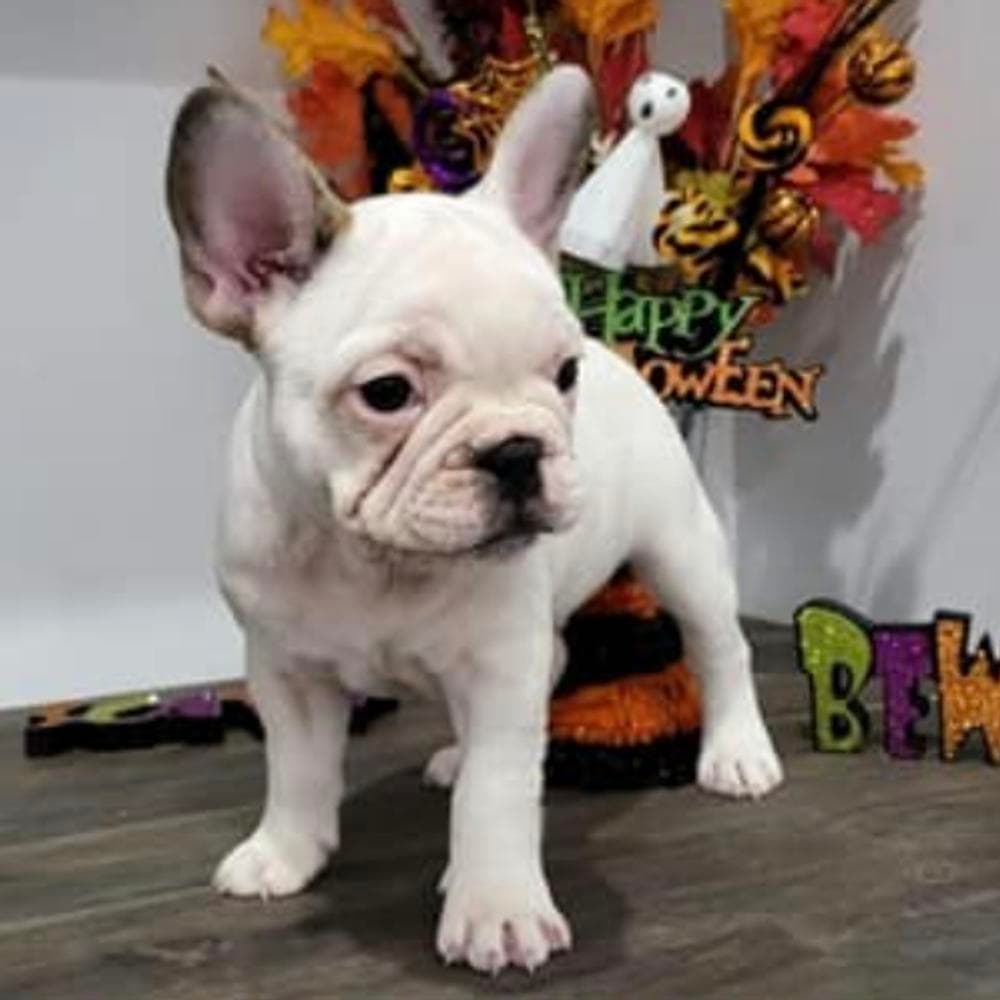 Boy 1 breeder image 2