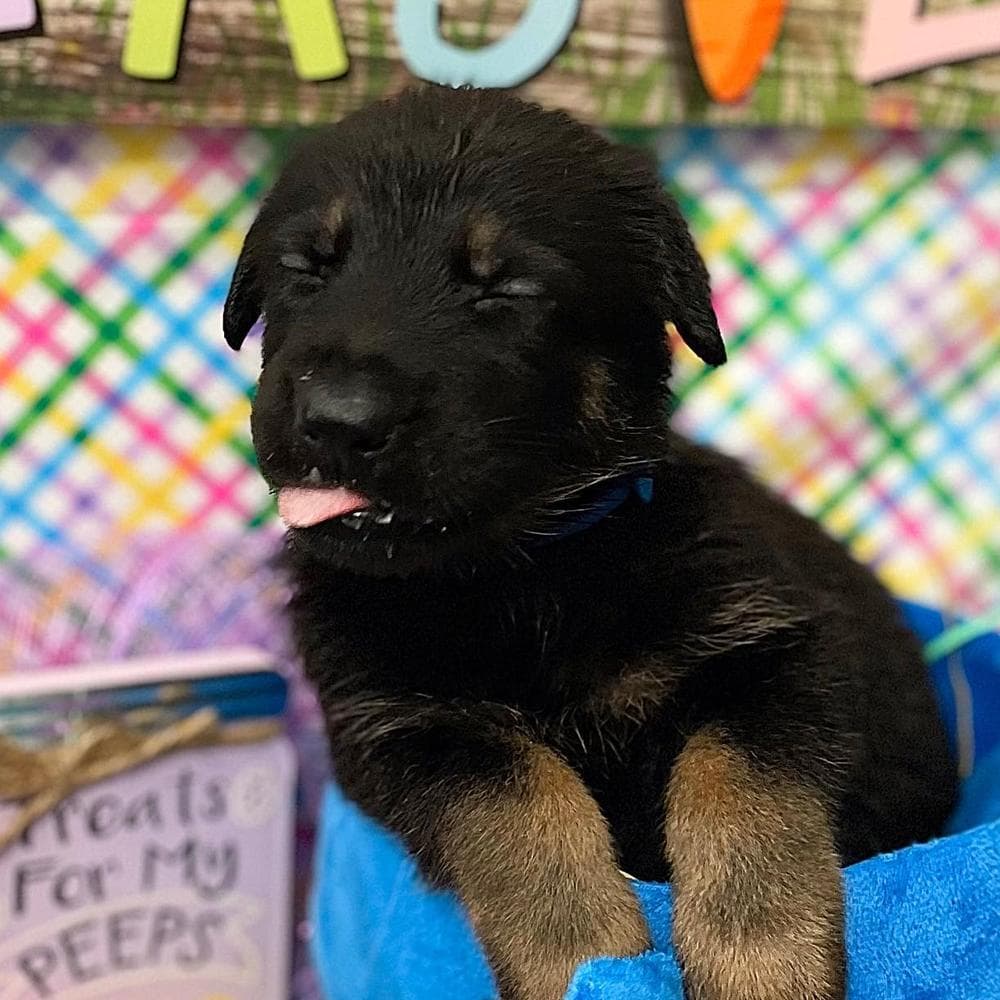 Boy 6 breeder image 2