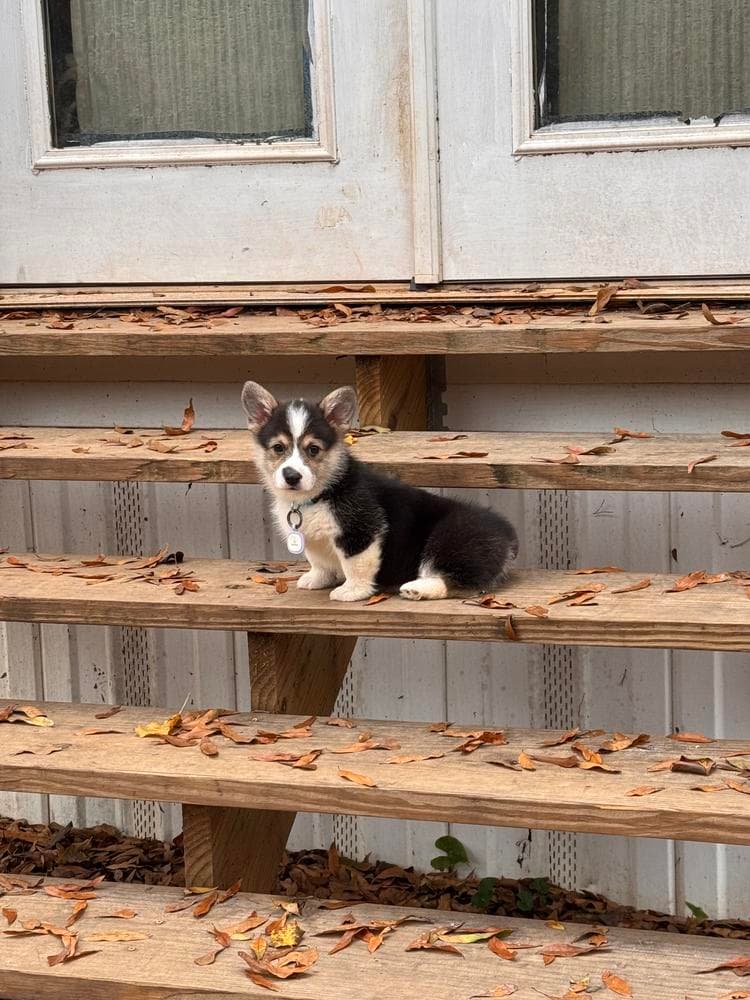 Boy 3 breeder image 25