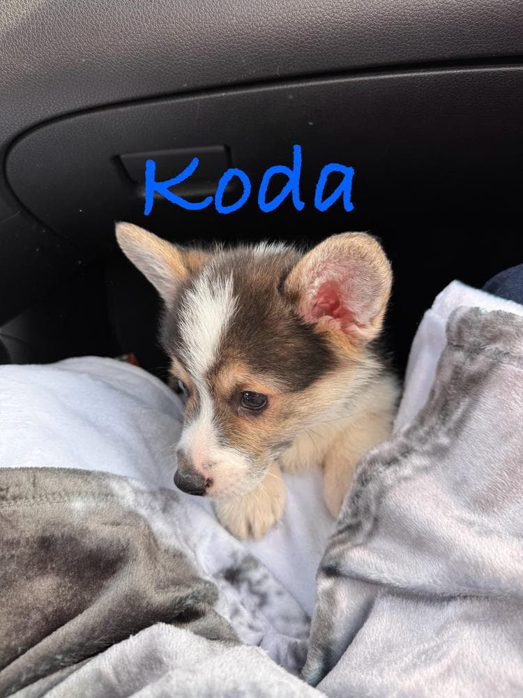 Boy 3 breeder image 26