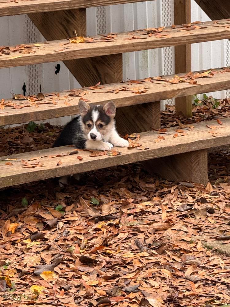 Boy 3 breeder image 27