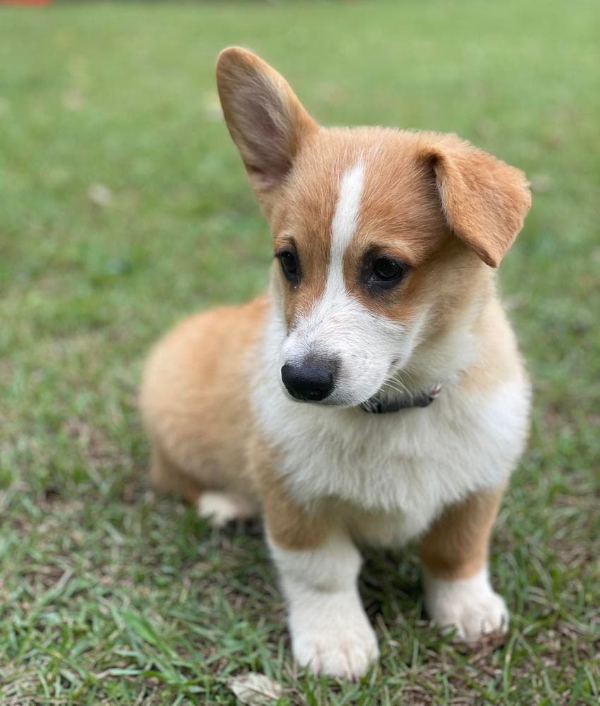 Boy 3 breeder image 30