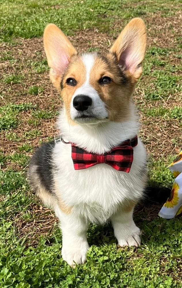 Boy 3 breeder image 36