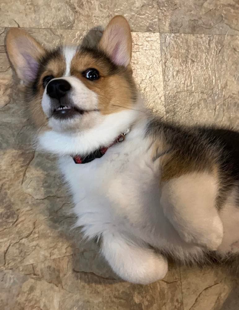 Boy 3 breeder image 37