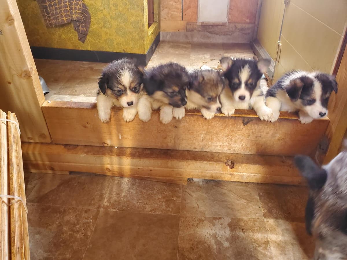Boy 3 breeder image 6