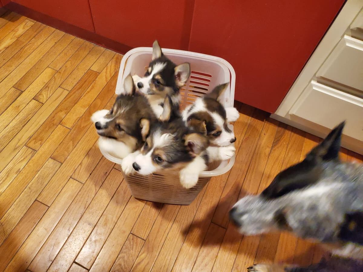 Boy 3 breeder image 7