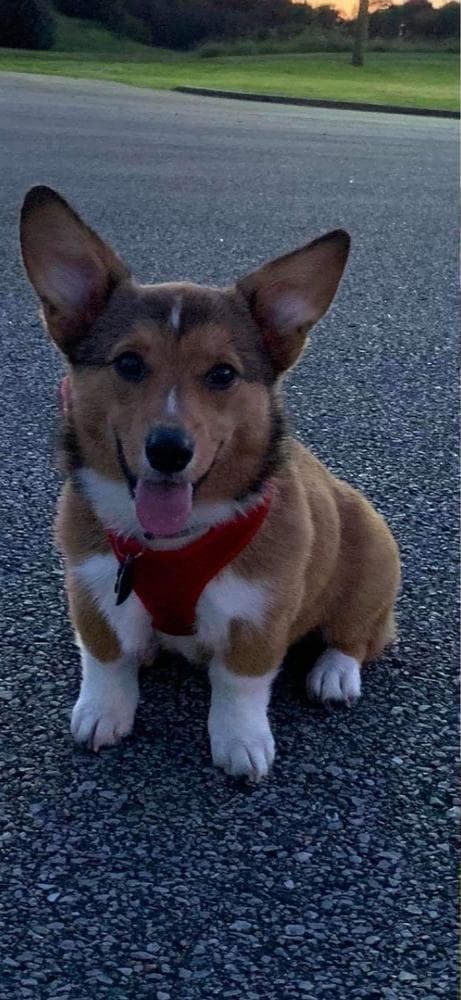 Boy 3 breeder image 9