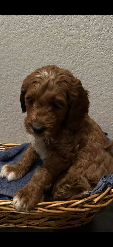 Daisy breeder image 5