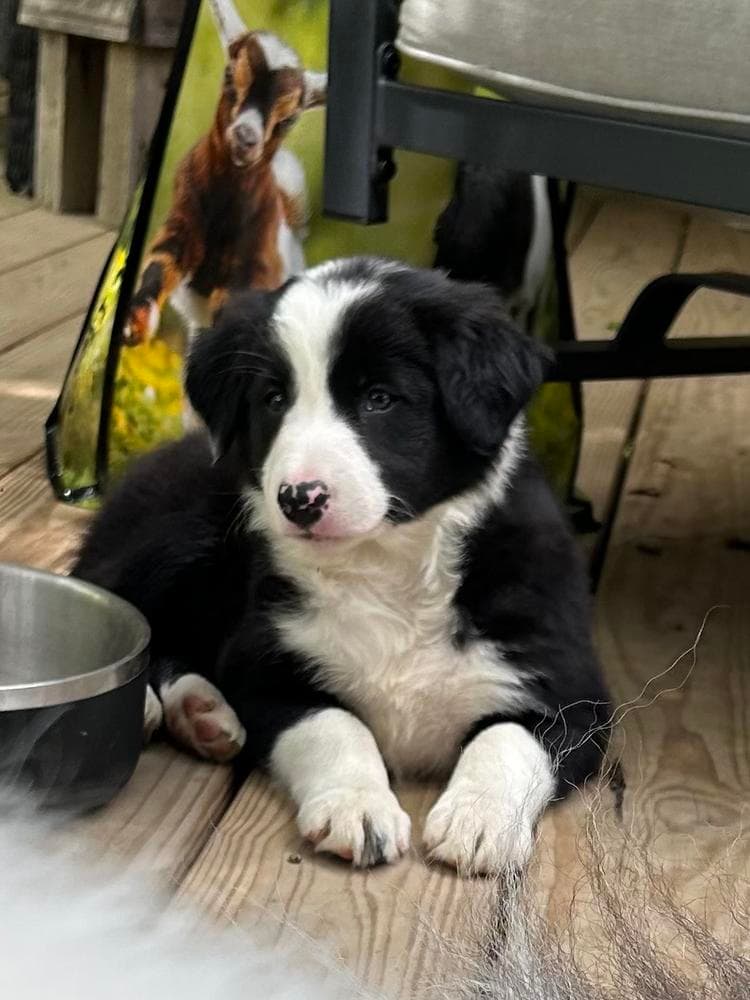Sookie breeder image 12