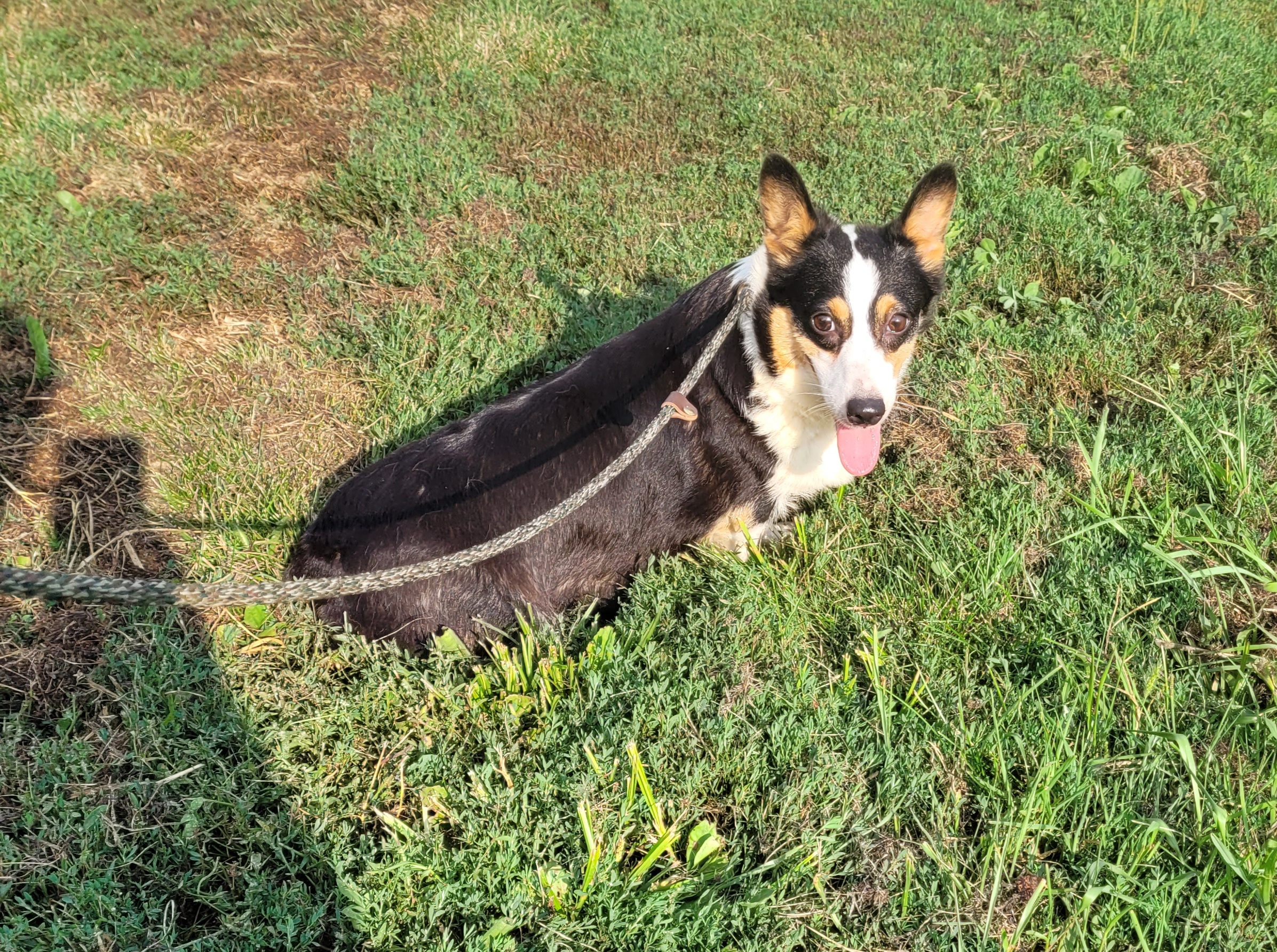 Sookie breeder image 4