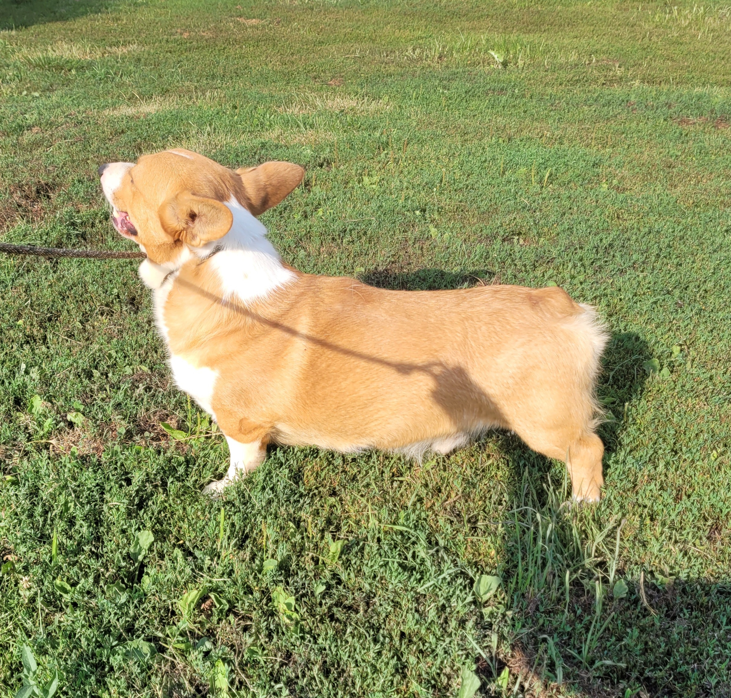 Sookie breeder image 5