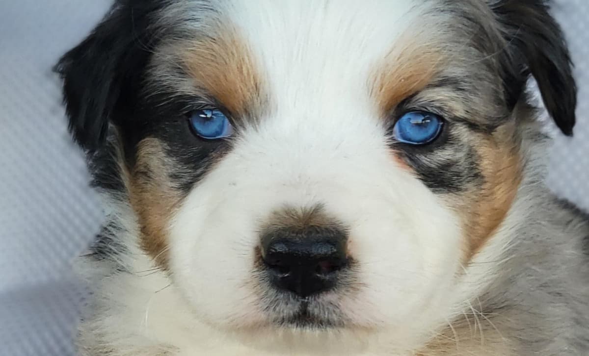 Trixie Australian Retriever breeder image 1