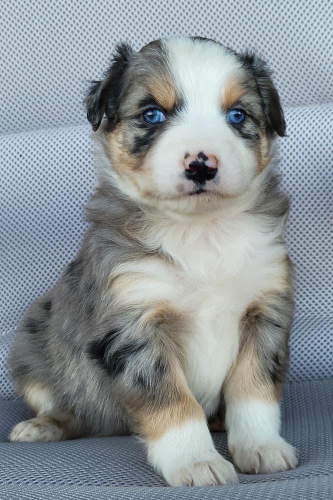 Trixie Australian Retriever breeder image 8
