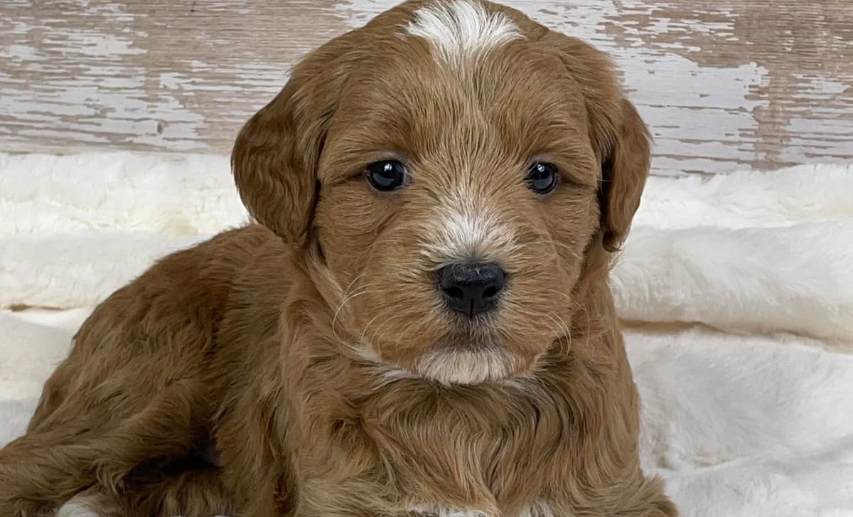 Ember breeder image 4