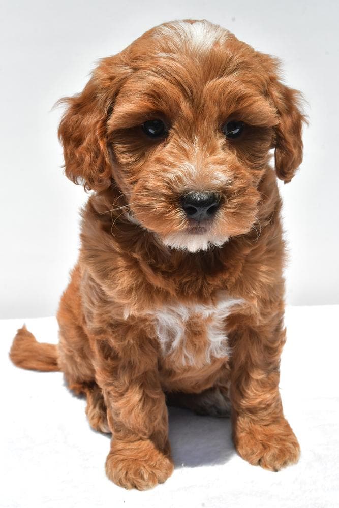 Ember breeder image 6