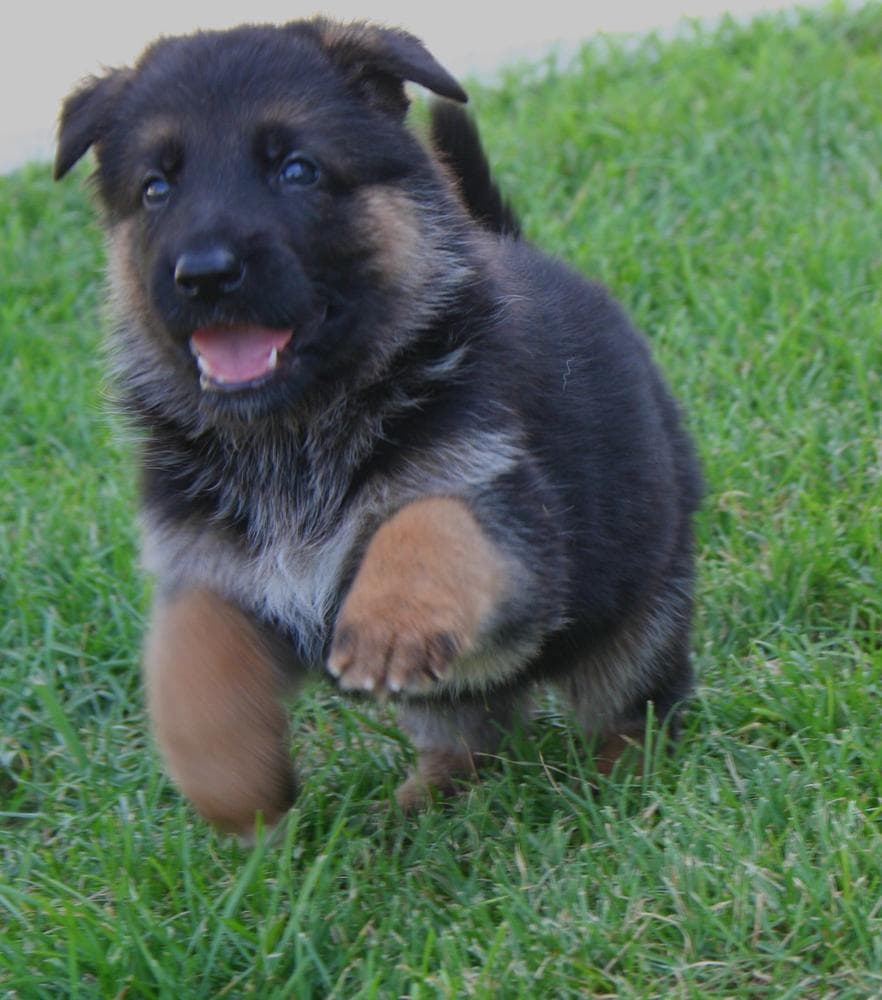 Female companion breeder image 16