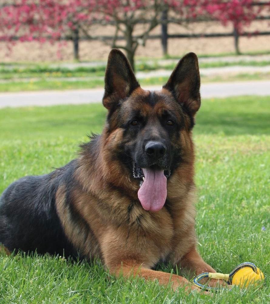 Female companion breeder image 19