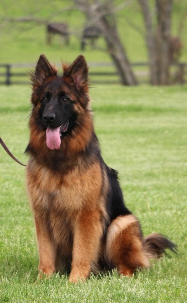 Female companion breeder image 24