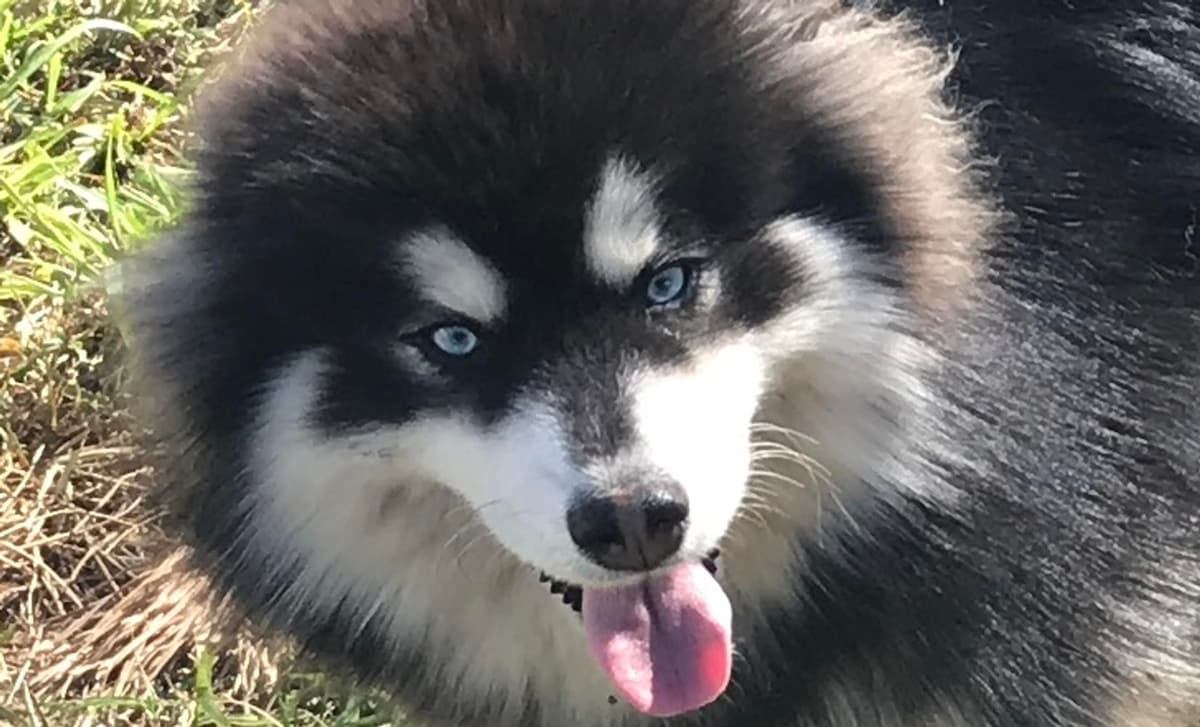 Mr. Coy breeder image 1