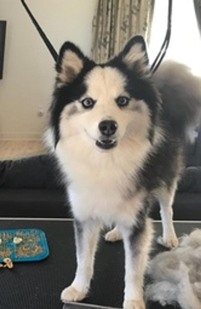 Mr. Coy breeder image 3